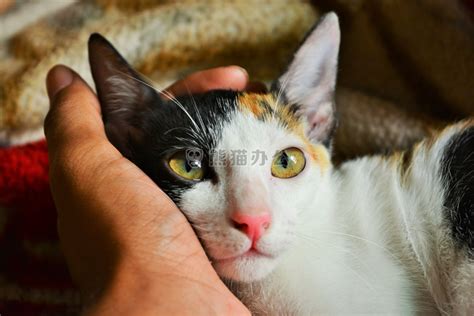 动物肖像猫jpg格式图片下载_熊猫办公