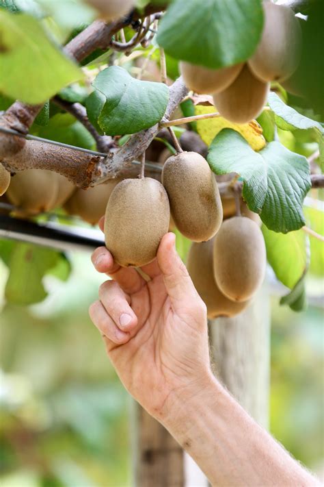 Could patented golden kiwifruit be Alabama’s next export success?