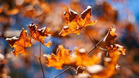 Old Farmer's Almanac predicts fall weather for Mississippi