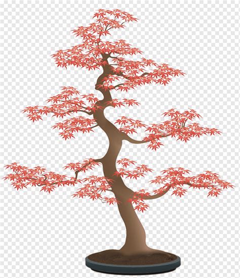 Китайский клён дерево (Фото галерея) - treepics.ru