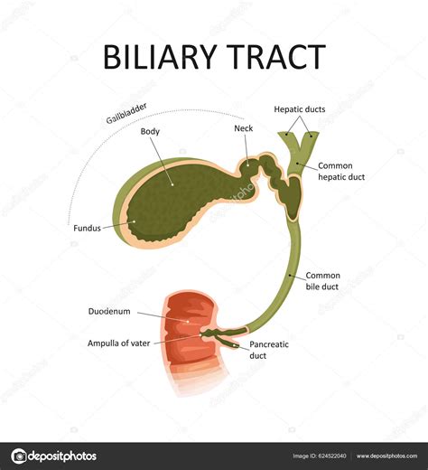 Bile Duct Definition Biology at Neal Marquez blog