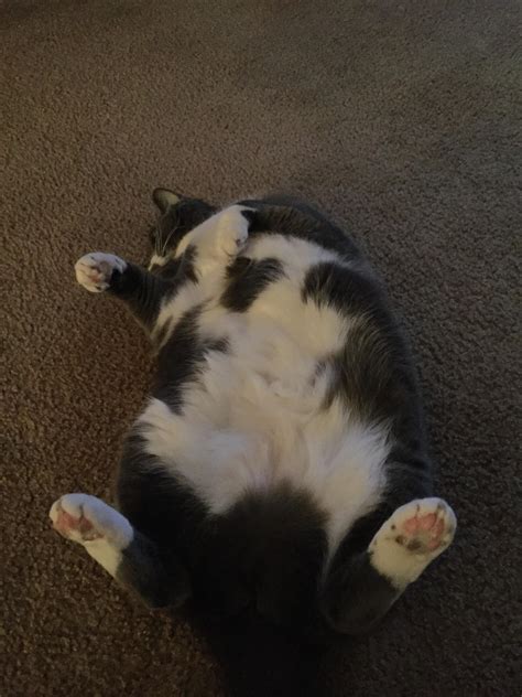 My big fluffy cat Sasha : r/aww