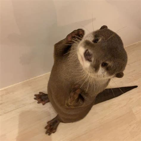loutre  instagram uuchan loutre