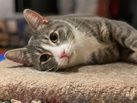 Foggy – Team Cat Rescue