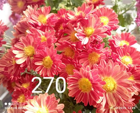 Хризантема мультифлора сорт 270, саженец - купить с доставкой по ...