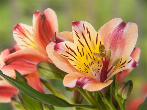 Premium Photo | Freesia