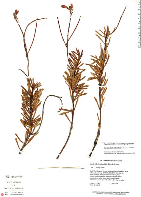 Mandevilla benthamii | Rapid Reference | The Field Museum