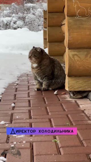Клипы Pro хвостики