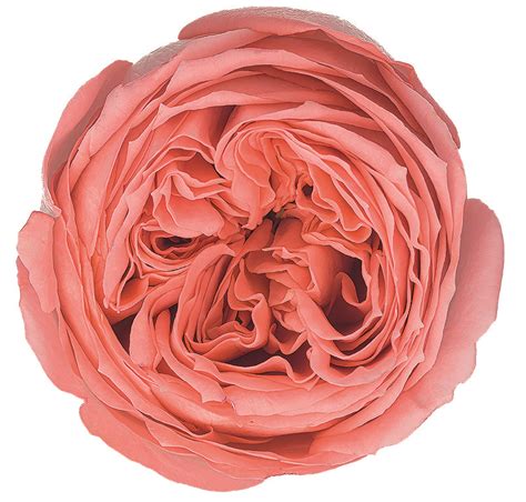 Фемке - Кустовые розы - Каталог роз - Каталог - roseline8.make.inspiro.su