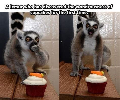 15 Lemur Memes That Will Make Your Wednesday So much Better | Animaux ...