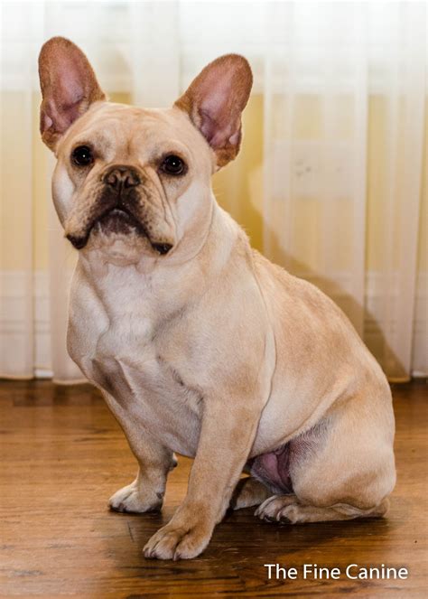 French Bulldog Years | French Bulldog