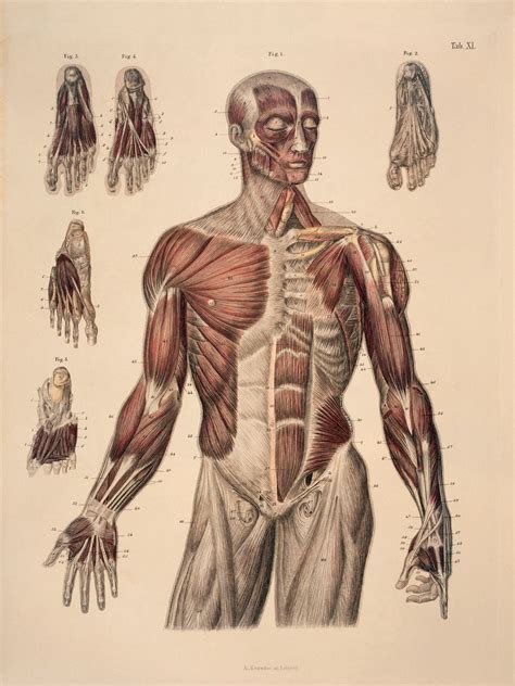Academic Art Anatomy Drawing Anatomy Art Human Anatom - vrogue.co