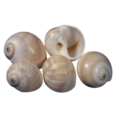 Moon Snail Shell 5 Pieces 3cm-5cm — My Playroom