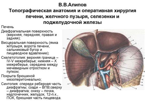 Топографическая анатомия и оперативная хирургия печени, желчного пузыря ...
