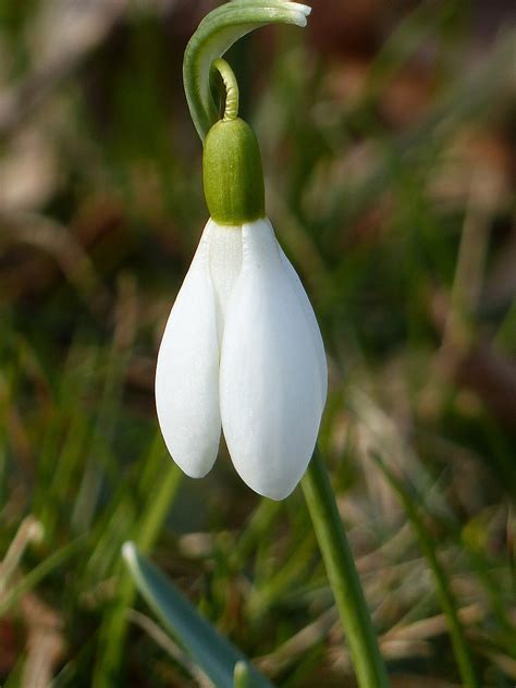 Snowdrop Flower White - Free photo on Pixabay - Pixabay