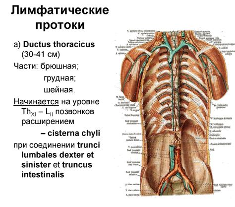 Функциональная анатомия лимфатической системы - презентация онлайн