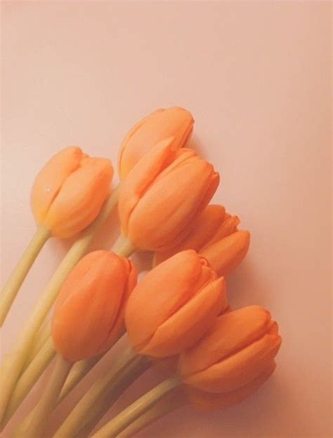 pin  claire gibson  aesthetic orange aesthetic peach aesthetic