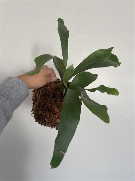 Bananas & Fertilizer : r/houseplants