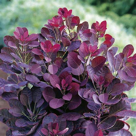 Cotinus coggygria 'Royal Purple' kopen? | Tuincentrum.nl