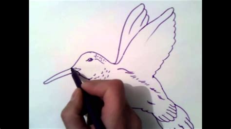 Como Desenhar Um Beija Flor - como desenhar um beija-flor | como desenhar um beija-flor passo a passo ...