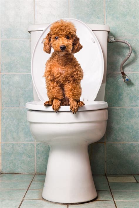 Best 11 How To Use An Indoor Dog Toilet To Housetrain Your Pup – Artofit
