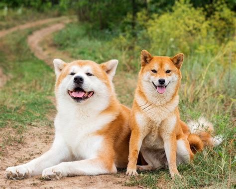 Les chiens japonais : ces races venues de l'archipel nippon et qui ont