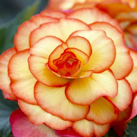 Begonia grandiflora PICOTEE (yellow-red) - Floriana Bulbose