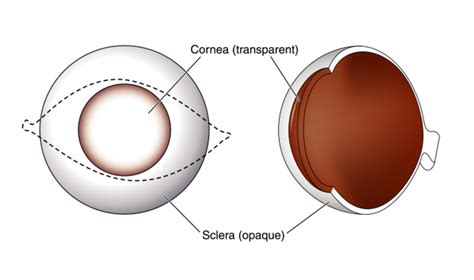 Sclera Of Eye | ampaieselsaler.com