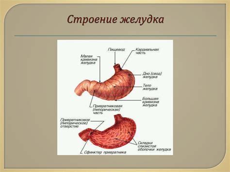 Спланхнология. Системы внутренних органов - презентация онлайн