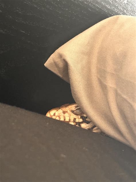 Caught Once again sleeping : r/Tegu