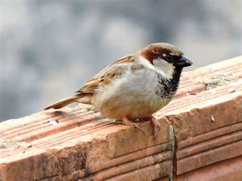 Images Gratuites : oiseau, faune, le bec, vertébré, bouvreuil ...