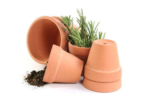 The Benefits of Terracotta Plant Pots - Studenttcareerpoint