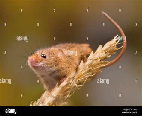 Micromys minutus or Harvest Mouse in wheat field Stock Photo - Alamy