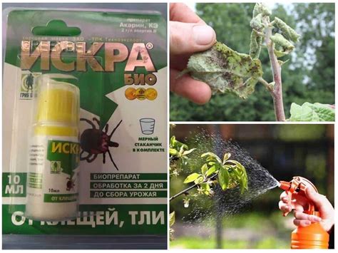 Препарат от вредителей "Искра золотая": инструкция по применению ...