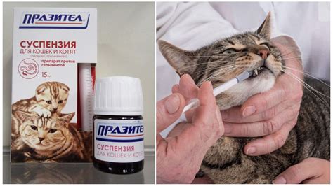 Глистогонные препараты для кошек и котят