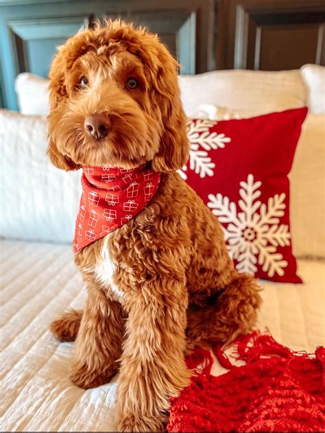 Red Australian Labradoodles