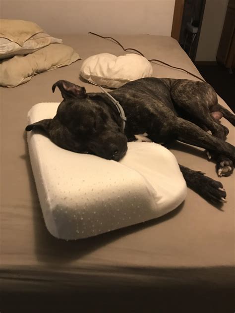My dog learned to use pillows, thinking about ordering one for him : r