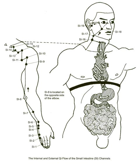 Small Intestine Meridian Points and Pathway - PeakMassager