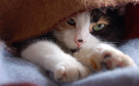 Котенок скачать фото обои для рабочего стола (картинка 22 из 48)