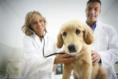 What is Kennel Cough? - Bregman Vet Group