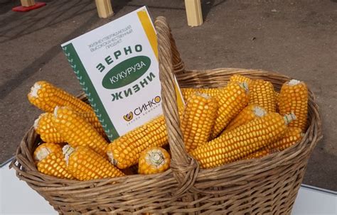 Купить кукурузу оптом от производителя - агрохолдинг Зерно Жизни