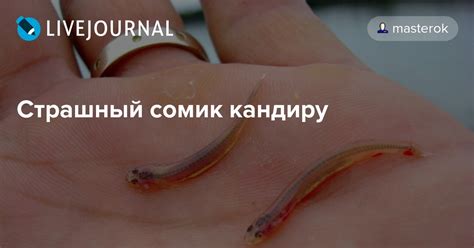 Страшный сомик кандиру: masterok — LiveJournal