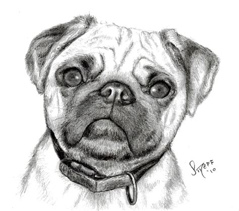 Pug Dog Sketches at PaintingValley.com | Explore collection of Pug Dog ...