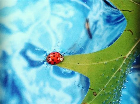Swimming LadyBug | Smithsonian Photo Contest | Smithsonian Magazine