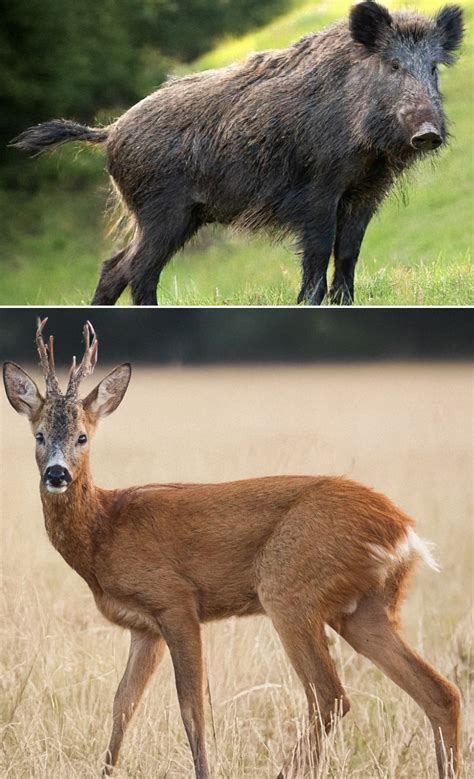 Deer/Hog Hunting