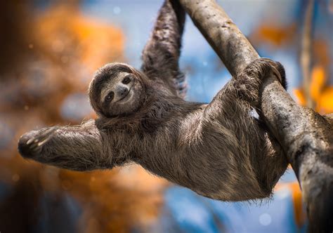 Sloth Speed Explained: Why They’re So Sluggish – The Nature Network