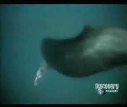 Balena Vs Calamaro Gigante - YouTube