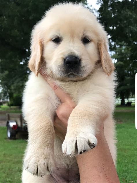 golden retriever breeders uk  carolyn seamon blog