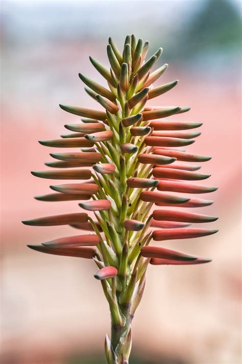 bunga succulents tanaman foto gratis  pixabay pixabay