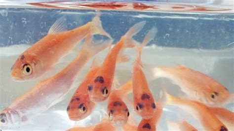 tiigikaladee kalad kalasoeoet vesiroosid tiigitehnika konsultatsioonid